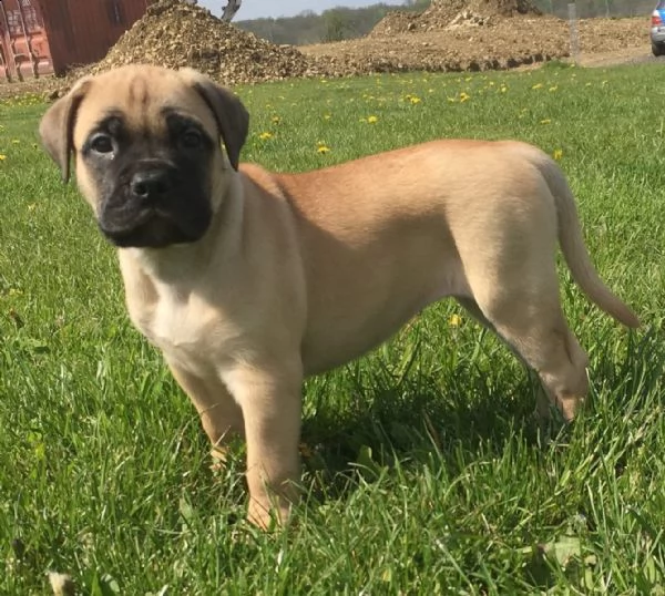 regalo cuccioli di boxer .