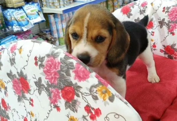 beagle elisabettiano 