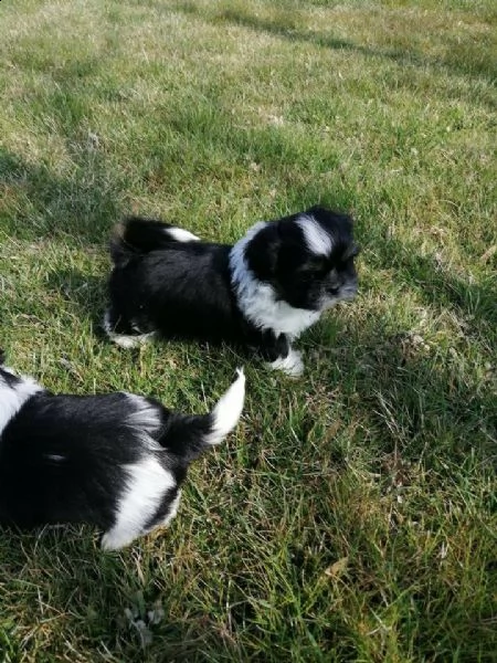 disponibili f/m di shih tzu colore bianco nero