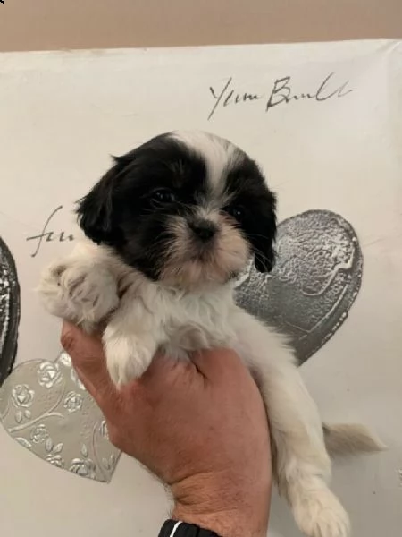 cuccioli di shih tzu ( shihtzu )