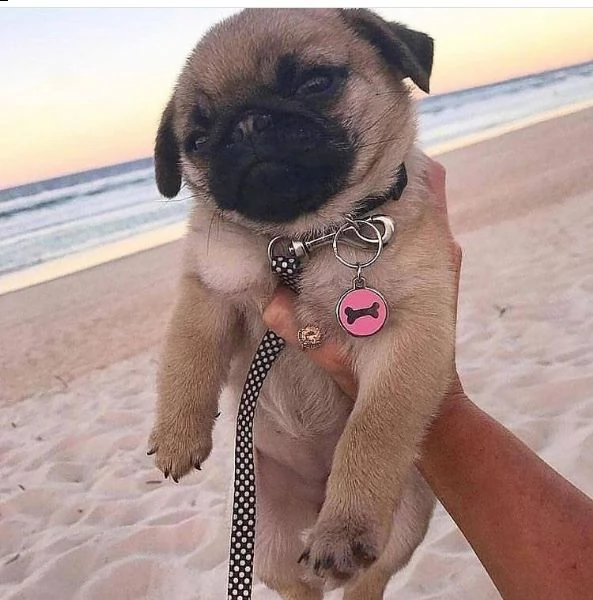 nmbmb simpatico regalo di cuccioli di carlino