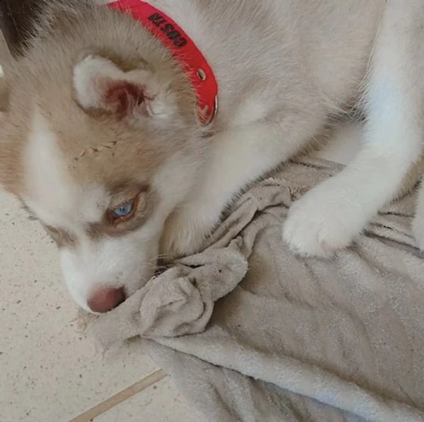  regalo siberian husky | Foto 0