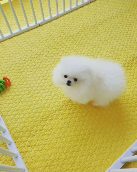 eqwrer regalo cucciolo regalo pomerania mini giocattolo