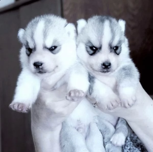  regalo siberian husky