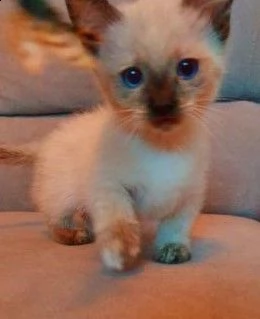 gattino di muchkin blue point 