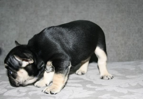 bouledogue francese disponibili per la prenotazione | Foto 3