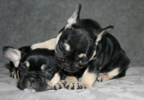 bouledogue francese disponibili per la prenotazione | Foto 2