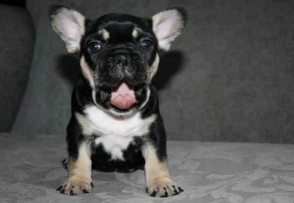 bouledogue francese disponibili per la prenotazione | Foto 1