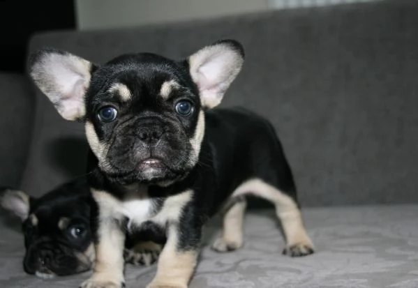 bouledogue francese disponibili per la prenotazione | Foto 0