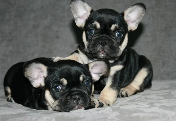 bouledogue francese disponibili per la prenotazione