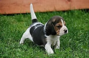 cucciolo di beagle velocissimo e molto inteligentissimo 