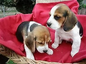 cucciolo di beagle interessantissimi 