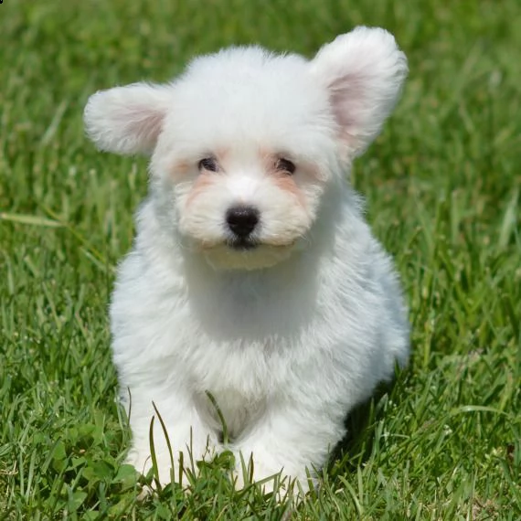 regarlo bichon frise cuccioli bellissima cucciolata cerca nuova famiglia, 4 maschi e 3 femmina, 60 g