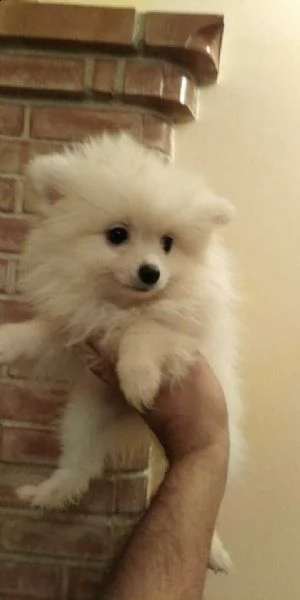 cuccioli volpini spitz toyyy 