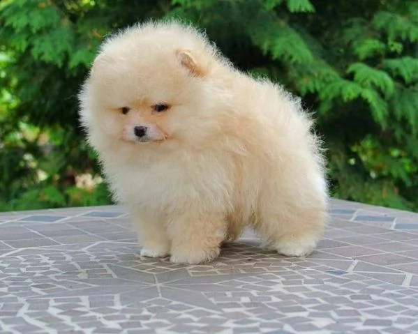 cuccioli di spitz pomerania toy 