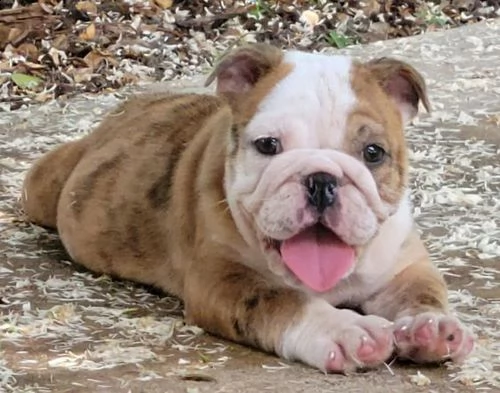 cuccioli inglese bulldog disponibili per adozione