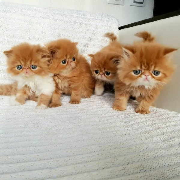disponibili simpatici gattini persiani giocosi