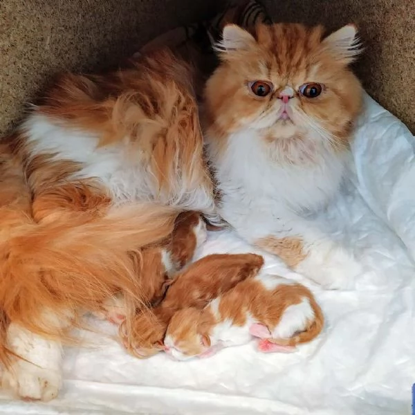 disponibili simpatici gattini persiani giocosi | Foto 0