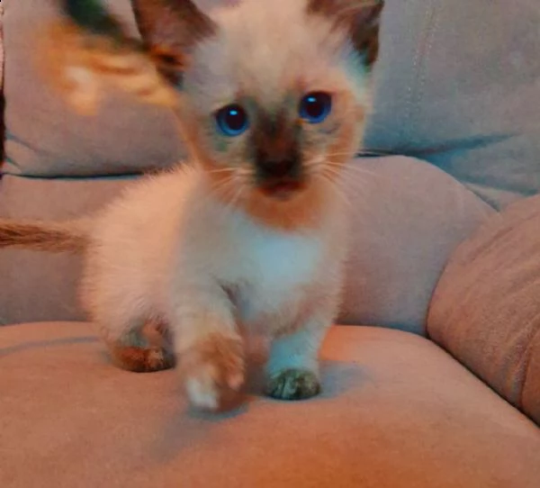 cuccioli munchkin di due mesi