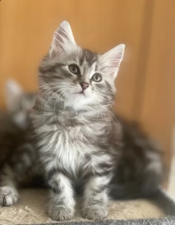 siberiani gattini colori rarissimi