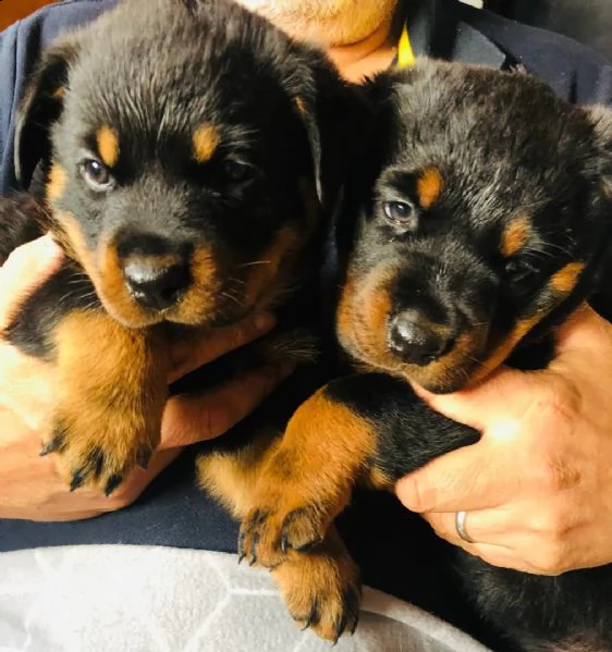 regalo cuccioli di tipo rottweiler con i capelli cort