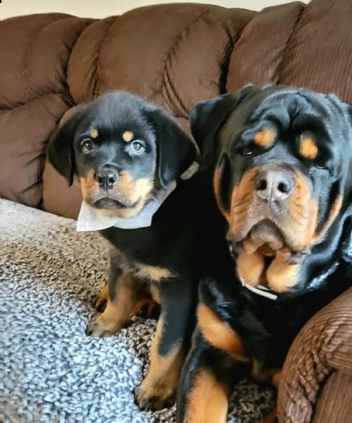   rottweiler cuccioli introvabili cuccioli di rottweiler intelligenti e dolcissimi attaccati al padr