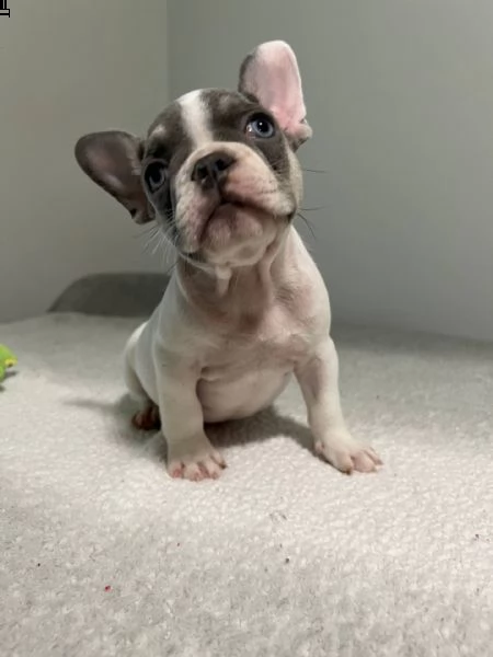 disponibili splendidi cuccioli di bulldog francese e-mail  (marieiris783[at]gmail[.com])    splendidi cuc