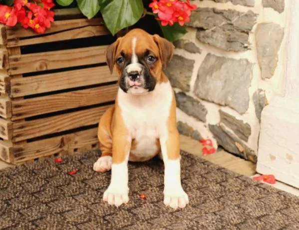 bellissimi cuccioli di boxer