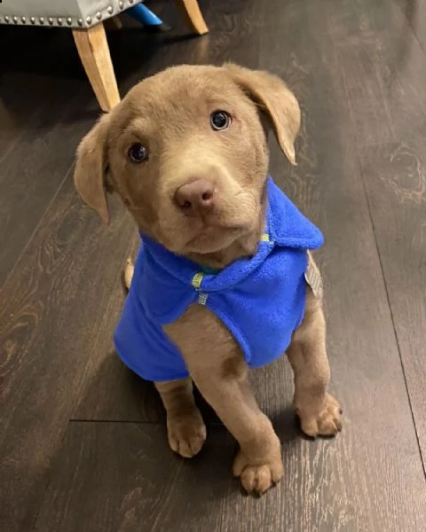 cuccioli di labrador 
