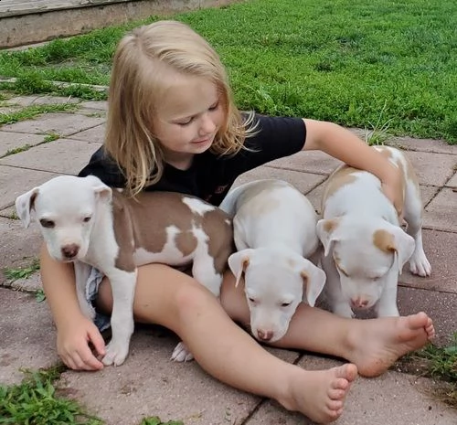 regalo adorabili cuccioli  dobermann  femminucce e maschietti  gratuita