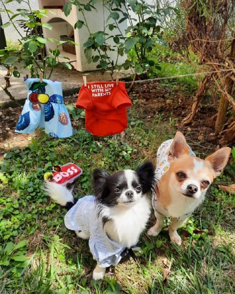 meraviglioso regalo di chihuahua  cuccioli di chihuahua di ottima genealogia, già vaccinati, svermin