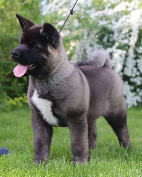 regalo akita inu cuccioli maschio e femmina disponibili cuccioli , ottima genealogia, caratteri sple