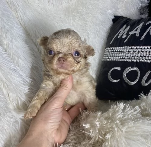 regalo cuccioli dolce e bella chihuahua toy