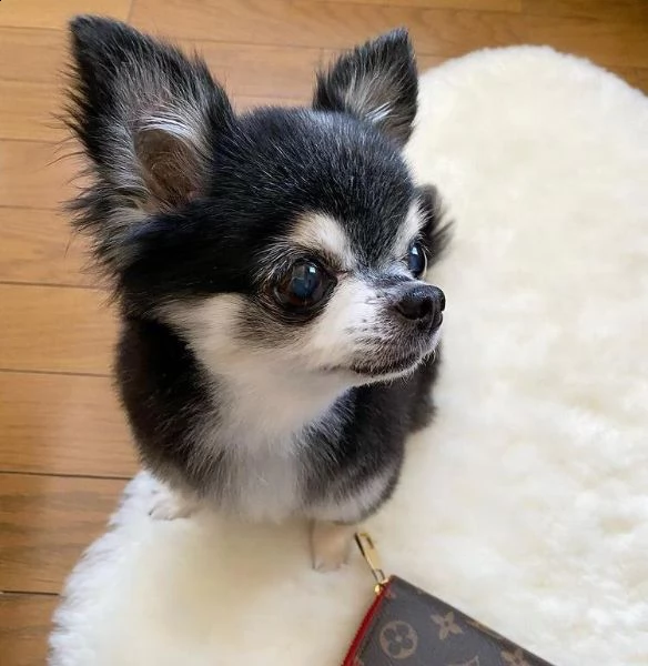 ?regalo cucciolo regalo cuccioli di chihuahua