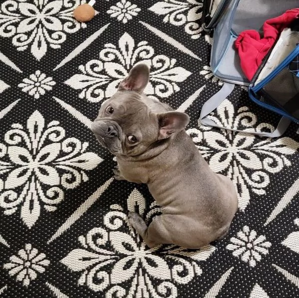 --=regalo cucciolo bulldog francese