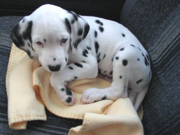disponibili cuccioli dalmata con pedigree