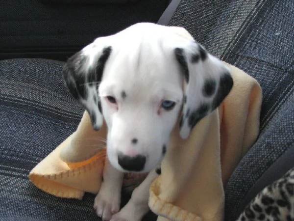disponibili cuccioli dalmata con pedigree | Foto 0