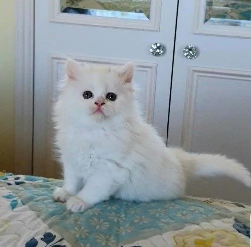 gattini a pelo corto munchkin pura razza