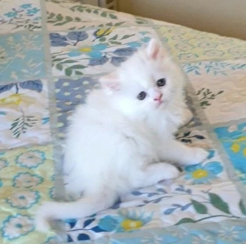 gattini a pelo corto munchkin pura razza | Foto 0