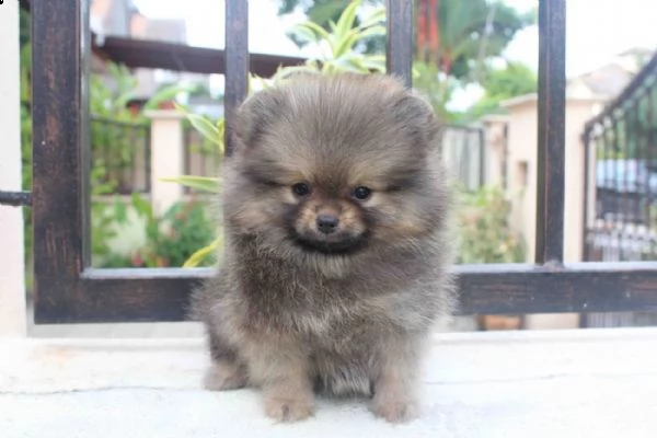 husky siberiano cuccioli per l'adozione bellissima cucciolata cerca nuova famiglia, 4 maschi e 3 fem