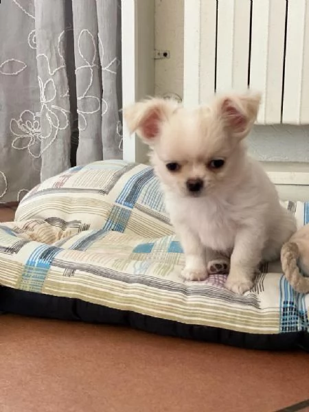 regalo chihuahua  | Foto 0