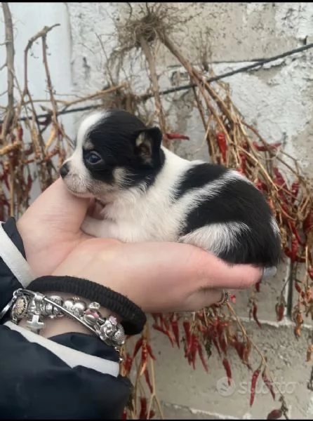 regalo chihuahua  | Foto 0