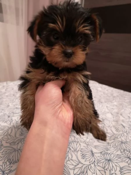 belllissimi cuccioli di yorkshire terrier | Foto 0