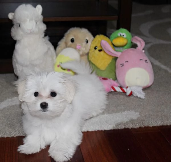 maschio maltese bichon 7765 **disponibile** | Foto 2