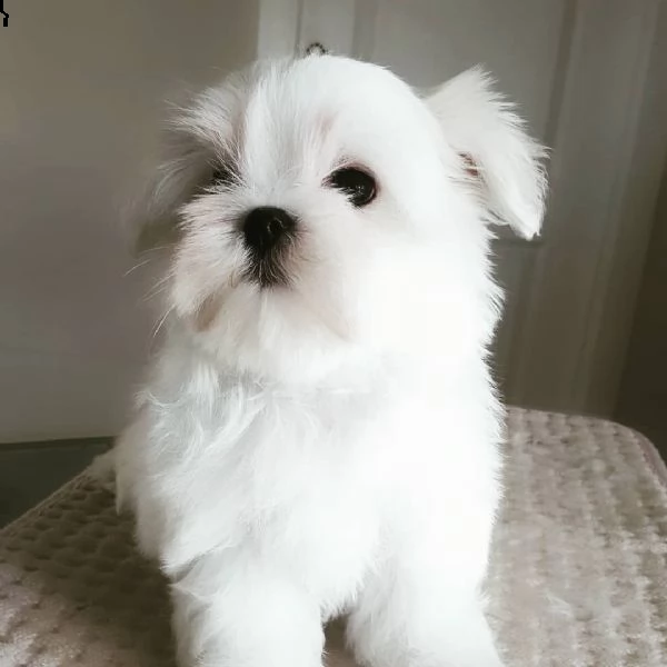 maschio maltese bichon 7765 **disponibile** | Foto 1