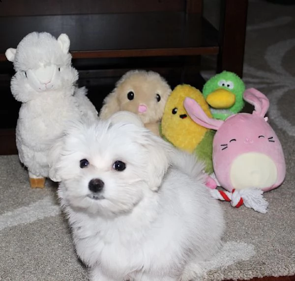 maschio maltese bichon 7765 **disponibile** | Foto 0