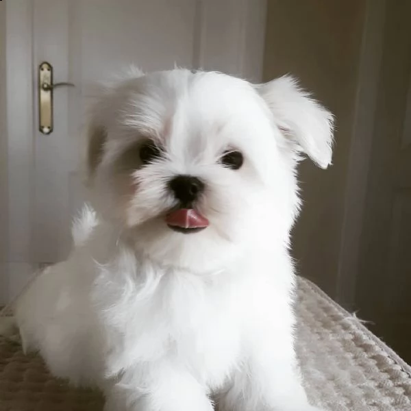 maschio maltese bichon 7765 **disponibile**