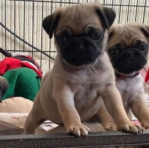 regalo carlino  | Foto 0