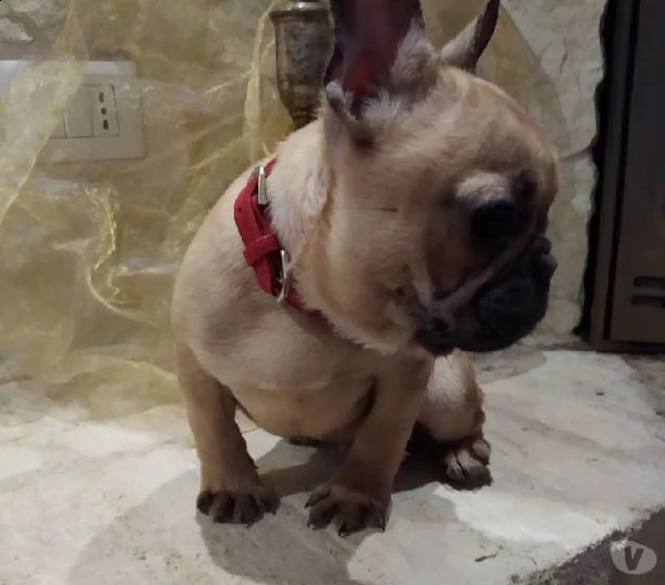 regalo bouledogue francese