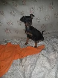  regalo cuccioli di pinscher 